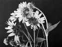 Wild Sunflowers