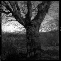 Bridgewater tree