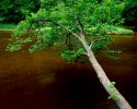 overhanging-tree-pm