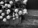 Eastham hydrangea
