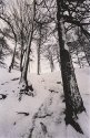 Snowy Path