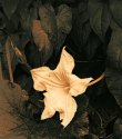 Pumpkin Blooming