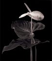 Anthurium