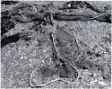 fishing nets