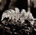 Donadea fern