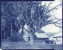 Old Tree