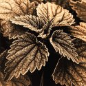 Stinging Nettle #2