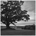 Oak