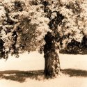 tree with no name