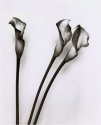 callas