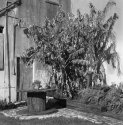 Galveston Courtyard