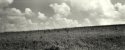 Tall Grass and Sky, Greenwood County