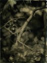 Wet Plate Collodion - blurry tree detail