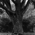 Zion Lodge Tree