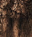Bark of Pear Tree