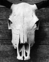 Cattle Skull, v3