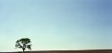 Tree & Dirt