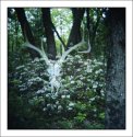 Ghost of the Forest