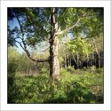 Holga Tree