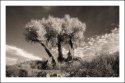 THE THREE SISTERS