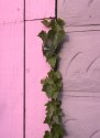 Ivy