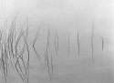 Reeds; Seney N.W.R