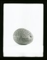 Avacado