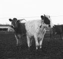 Moo