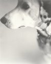 weekly dog - Ziggy Stardust