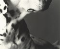 Ziggy #2 - with a bit of drool