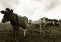 Moo Too