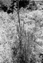 Stalks