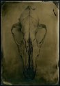 Coyote Skull 5x7 Wet plate