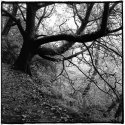 Glenashdale Trail
