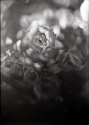 eddie lens rose