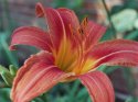 Day Lilly