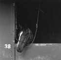 Stall 38