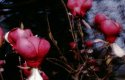 Magnolias