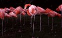 Flamingos