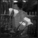 Lillies