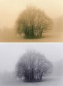 foggy - polychrome & gold toner