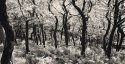 Twisted Oaks