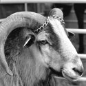 Racetrack Goat