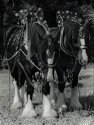Ploughing Horses (1)