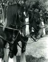 Ploughing Horses (2)