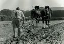 Ploughing Horses (3)