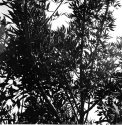 Sky and Leaves