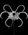Peruvian Daffodil