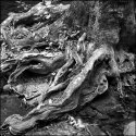 Tree Root, Hughes River, Virginia