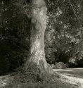 Beech